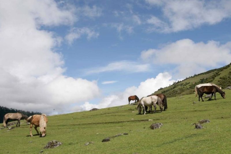 Laya Gasa Trek – 17 days/ 16 nights