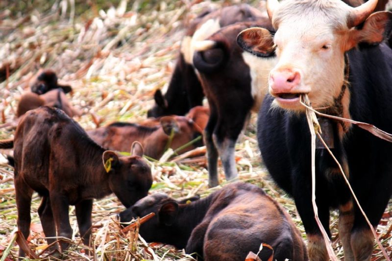 Mithun Breeding Farm