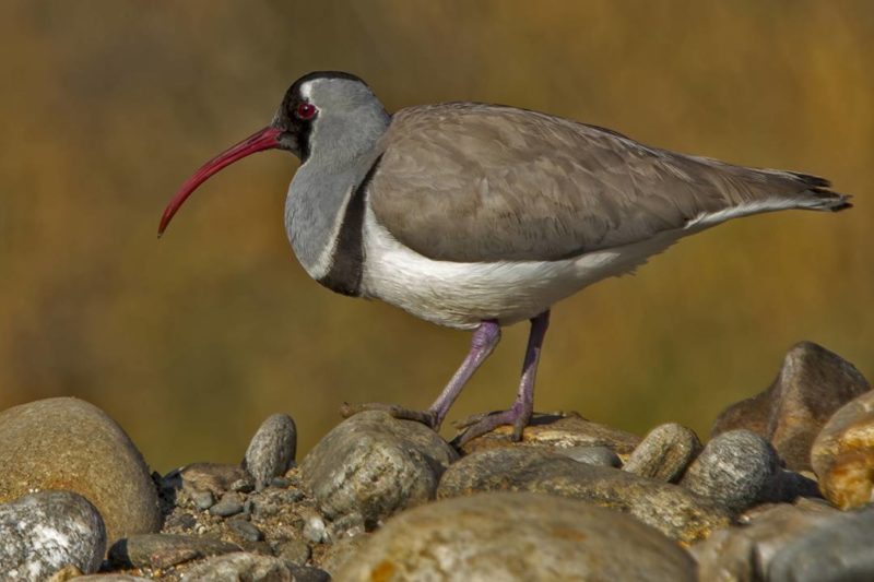 Central Bhutan Birding